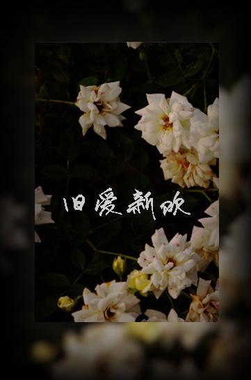 旧爱新欢总裁前妻很抢手